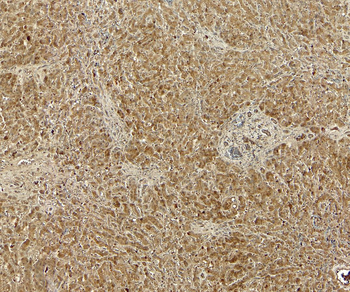 GPR94/TRA1 Antibody