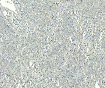 GPR94/TRA1 Antibody