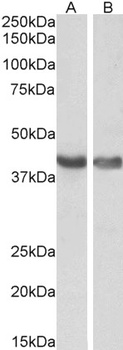 Goat anti-HEXIM1 Antibody
