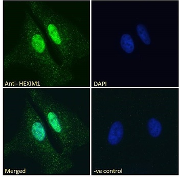 Goat anti-HEXIM1 Antibody