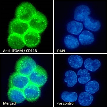Goat anti-ITGAM / CD11B Antibody