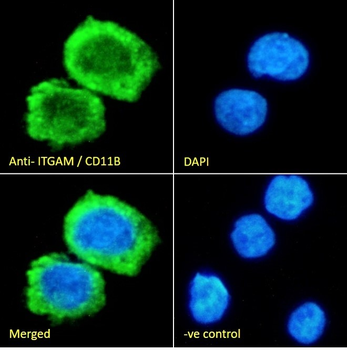 Goat anti-ITGAM / CD11B Antibody