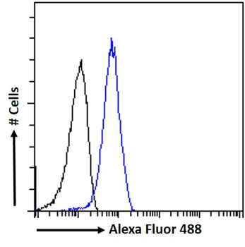 TFAP2D Antibody
