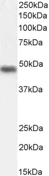 TFAP2D Antibody