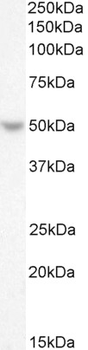 TFAP2D Antibody