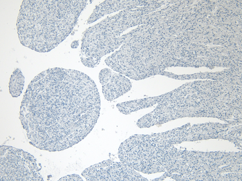 CAV3 Antibody