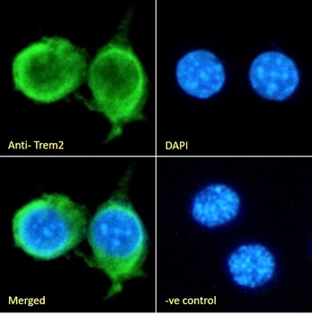 Goat anti-Trem2 (mouse) Antibody