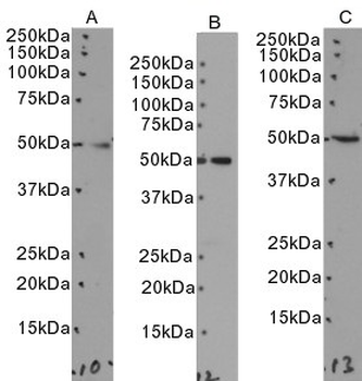 SEPT6 Antibody