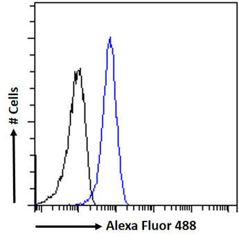 PRMT5 Antibody