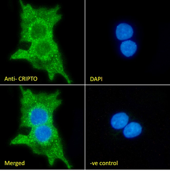 CRIPTO Antibody
