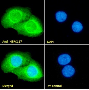 HSPC117 (aa201-215) Antibody