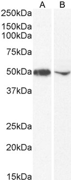 DC-SIGN/CD209 Antibody