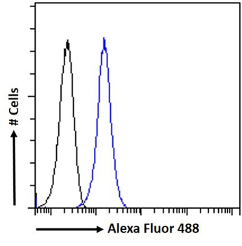 DC-SIGN/CD209 Antibody
