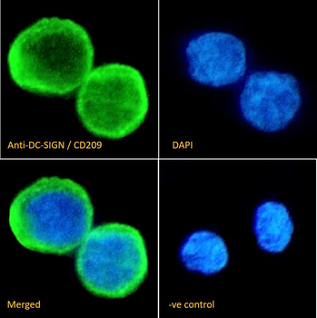 DC-SIGN/CD209 Antibody