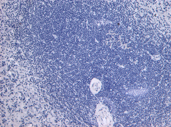 TLR4/CD284 Antibody