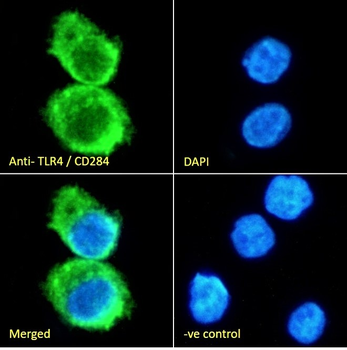 TLR4/CD284 Antibody