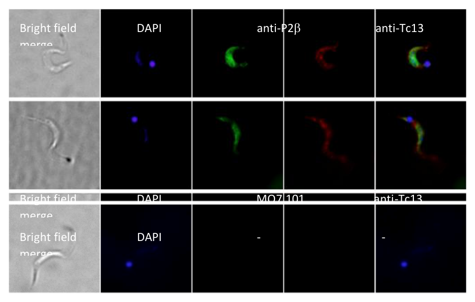 AVS Bio - mouse Trypanosoma cruzi antibody