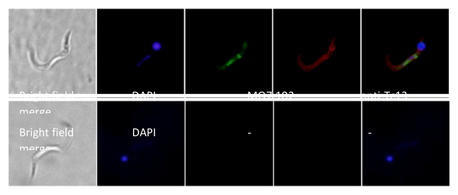 AVS Bio - mouse Trypanosoma cruzi antibody