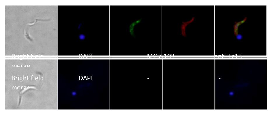 AVS Bio - mouse Trypanosoma cruzi antibody