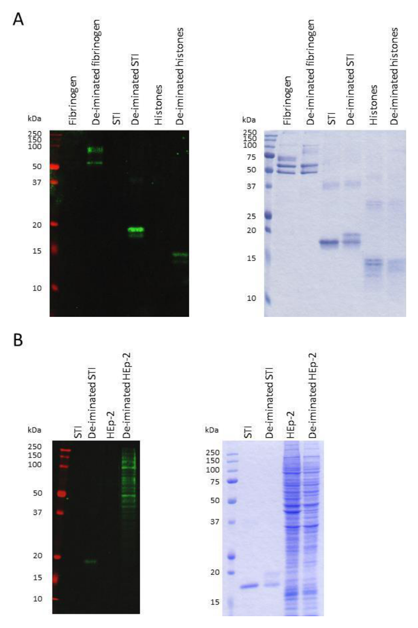 AVS Bio - mouse modified citrulline antibody