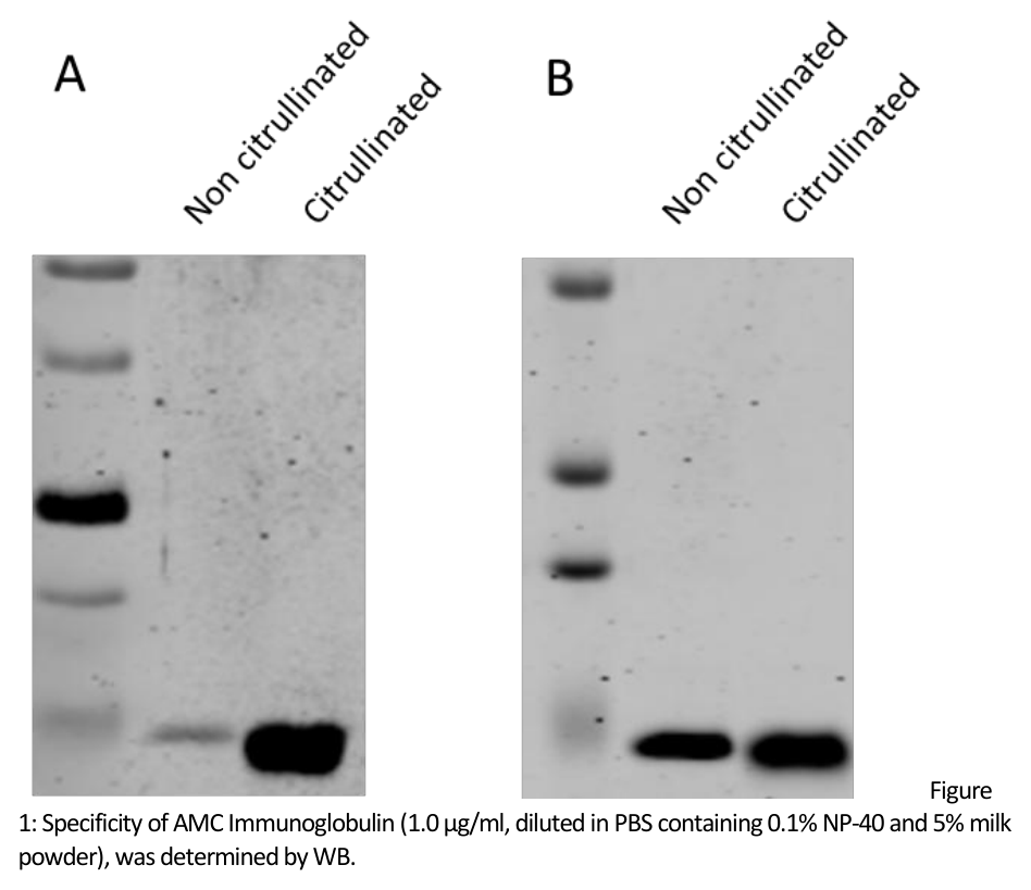 AVS Bio - human modified citrulline antibody