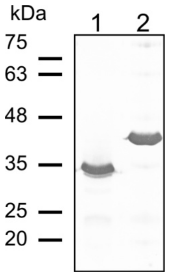 AVS Bio - mouse N-terminal-His tag Antibody