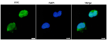 mScarlet Mouse Monoclonal Antibody