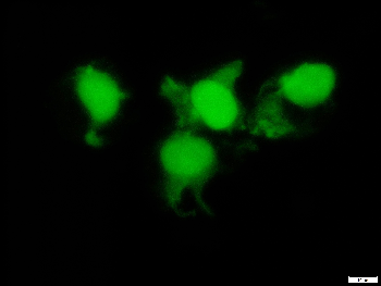 mCherry Rabbit Polyclonal Antibody