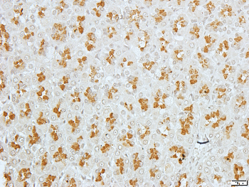 Gamma-adducin Rabbit Polyclonal Antibody