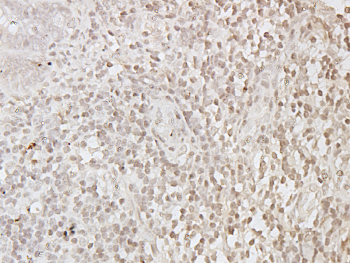 CD13 Rabbit Polyclonal Antibody