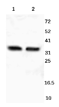 CD95 Rabbit Polyclonal Antibody