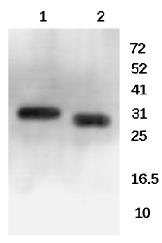 CD178 Rabbit Polyclonal Antibody