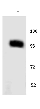 Cadherin 18 Rabbit Polyclonal Antibody