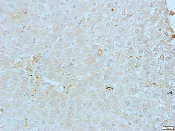 Cadherin 18 Rabbit Polyclonal Antibody