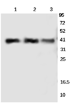 CREB Rabbit Polyclonal Antibody