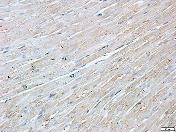 FR alpha Rabbit Polyclonal Antibody