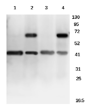 Galactose Kinase Rabbit Polyclonal Antibody