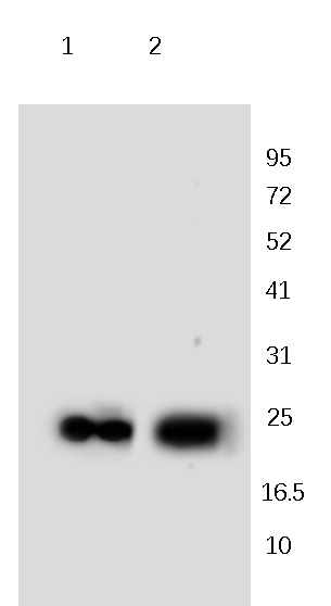 NBL1 Rabbit Polyclonal Antibody
