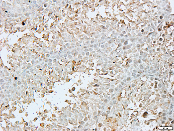 Thymine DNA Glycosylase Rabbit Polyclonal Antibody