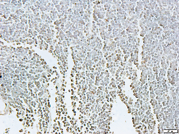 Thymine DNA Glycosylase Rabbit Polyclonal Antibody