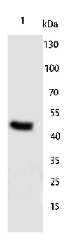 Thymine DNA Glycosylase Rabbit Polyclonal Antibody