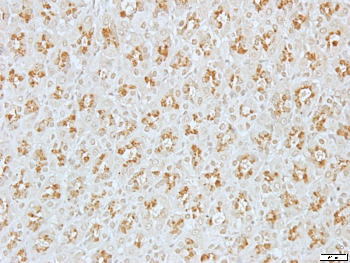 Histamine H3 Receptor Rabbit Polyclonal Antibody