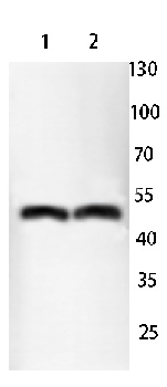Histamine H3 Receptor Rabbit Polyclonal Antibody