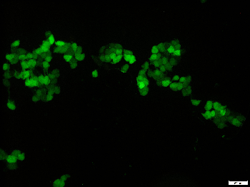 mScarlet Rabbit Polyclonal Antibody