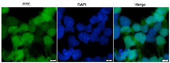 mScarlet Rabbit Polyclonal Antibody