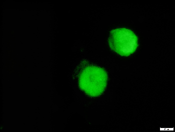 mCherry Recombinant Rabbit Monoclonal Antibody