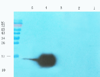 CST3 Mouse Monoclonal Antibody