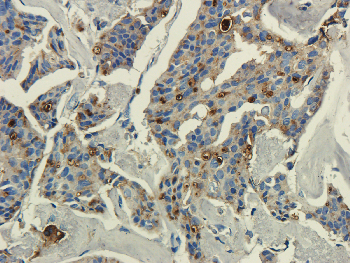 CST3 Mouse Monoclonal Antibody