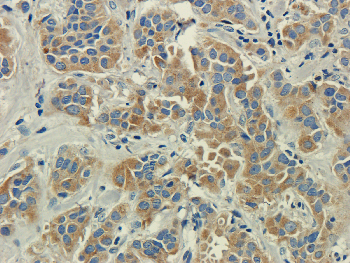 CST3 Mouse Monoclonal Antibody