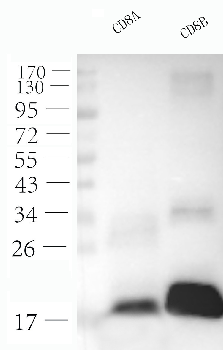 CD8 Mouse Monoclonal Antibody